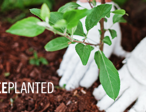 7,230 Trees Planted and Counting