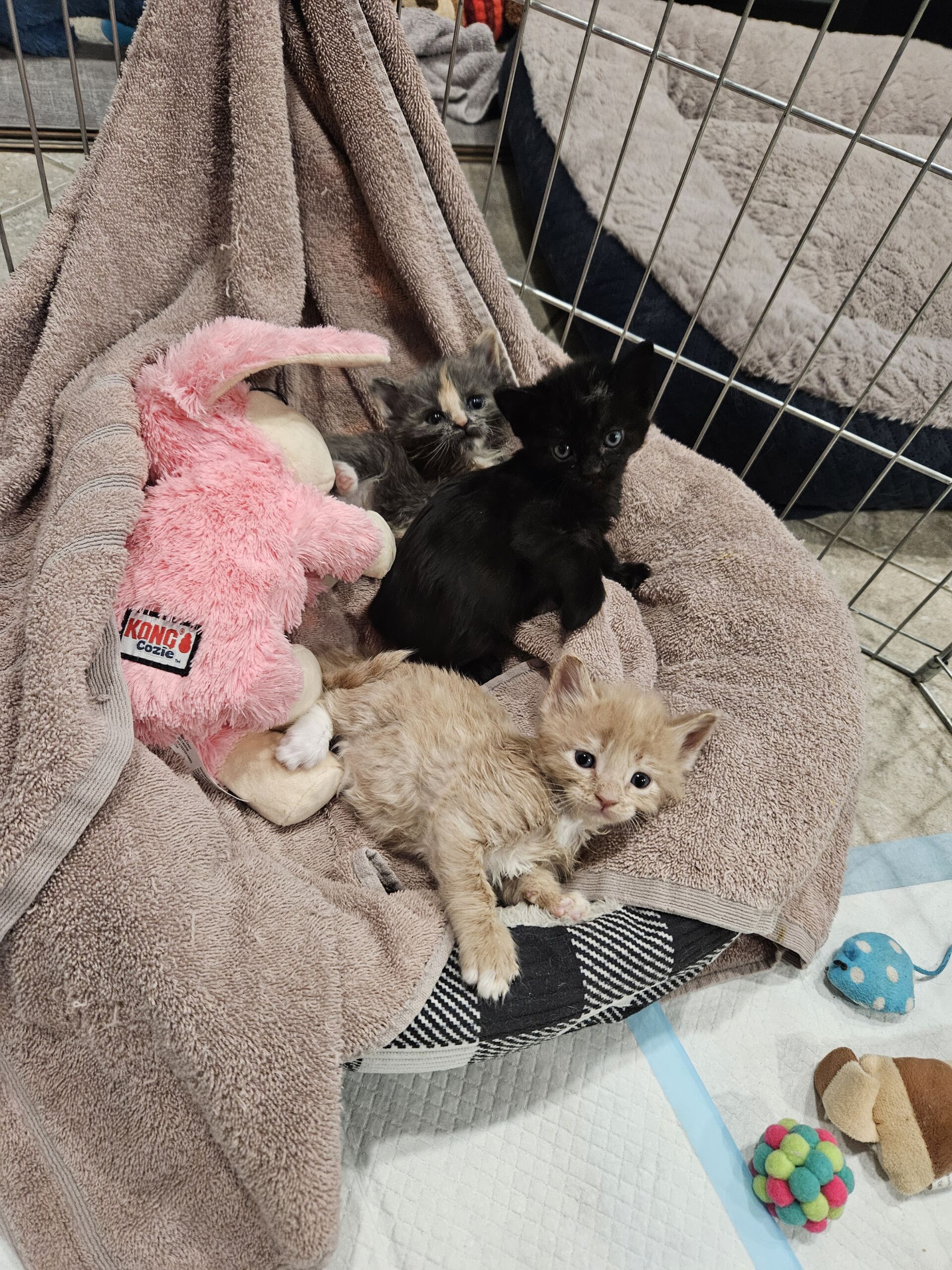 Foster kittens cuddled up together; some of the foster kittens that Christine with Altair Global took care of as part of the Corporate Volunteer Program