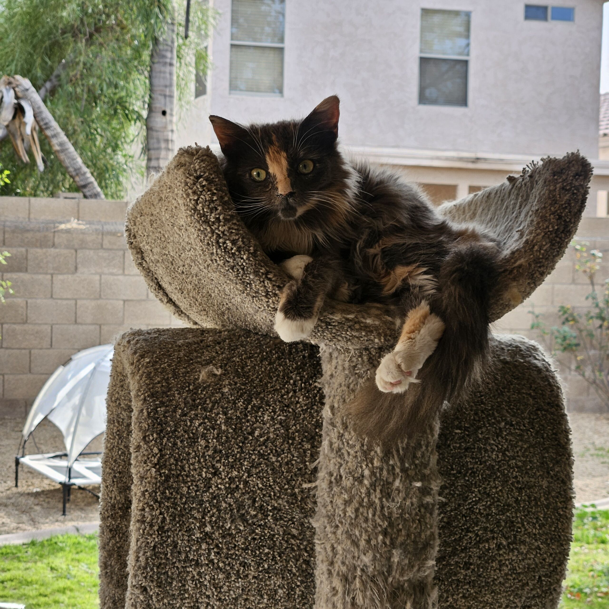 One of the cats that Christine fostered as part of her volunteerism with Altair Global's Corporate Volunteer Program