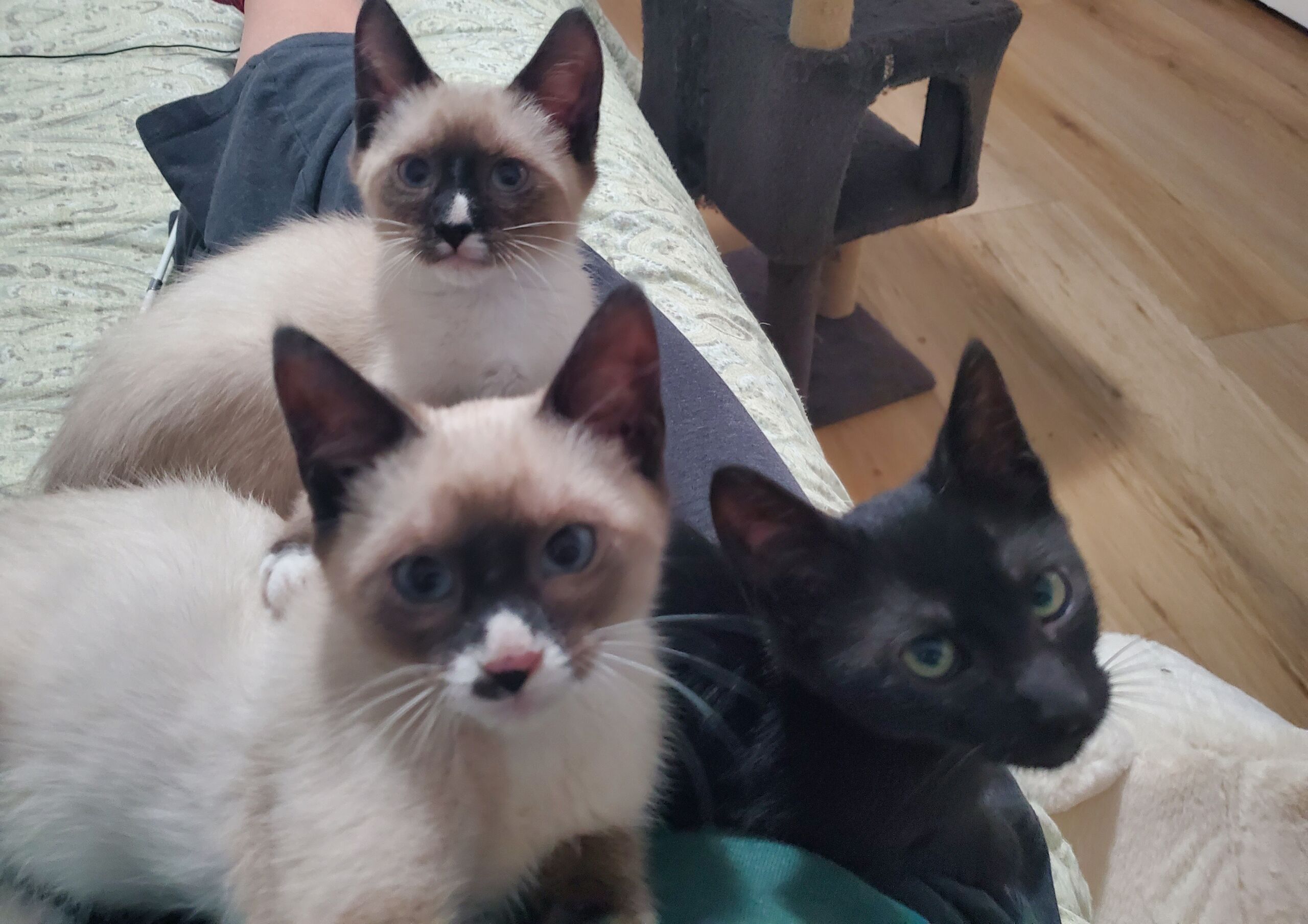 Foster kittens cuddled together