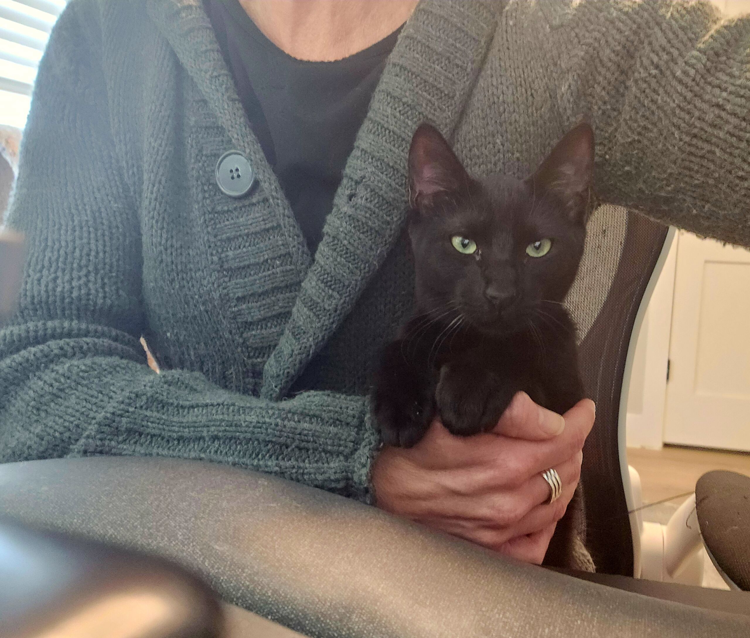 Foster cat taken care of by Charlotte, Altair Global team member